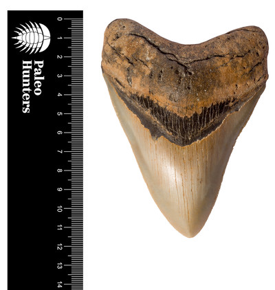 Зуб мегалодона 11,6 см на подставке