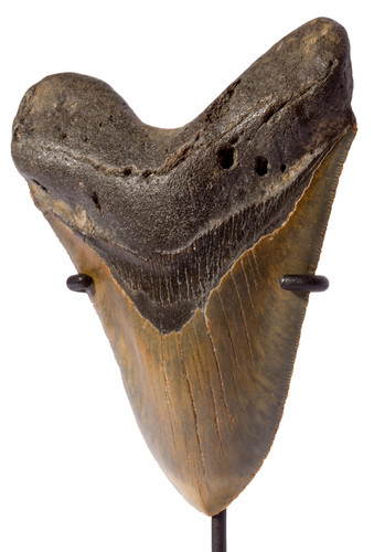 Зуб мегалодона 13 см на подставке