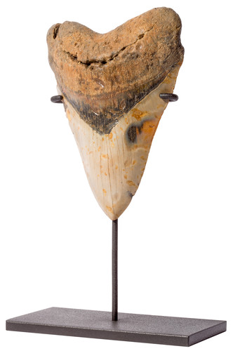 Зуб мегалодона 14,5 см на подставке