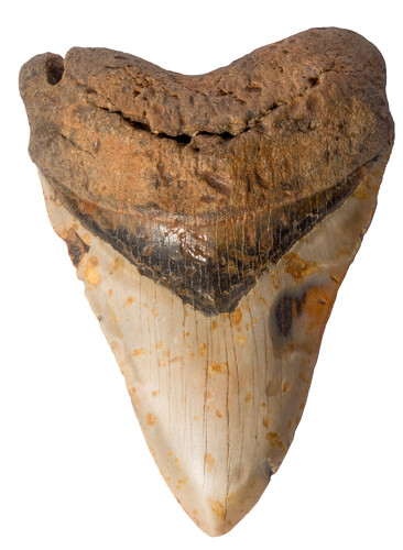 Зуб мегалодона 14,5 см на подставке