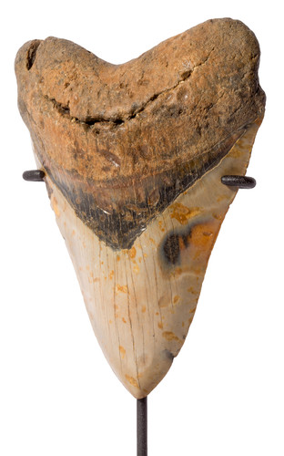Зуб мегалодона 14,5 см 