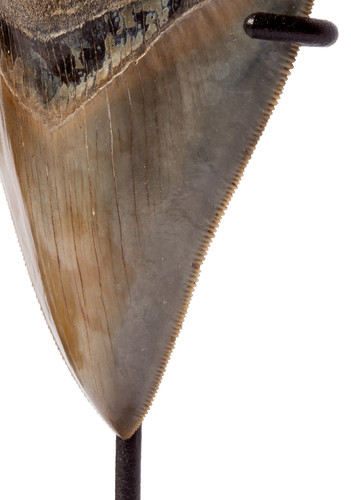 Зуб мегалодона 10,6 см коллекционного качества на подставке