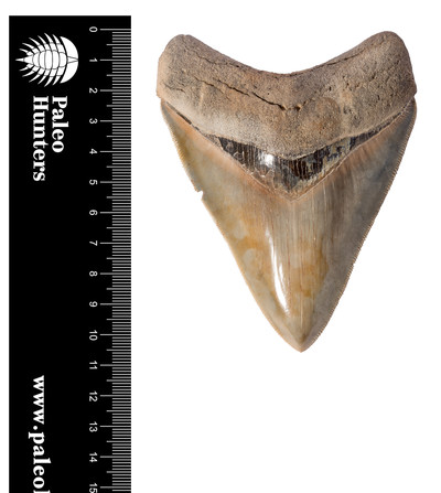 Зуб мегалодона 10,6 см коллекционного качества 