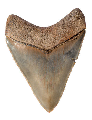Зуб мегалодона 10,6 см коллекционного качества на подставке