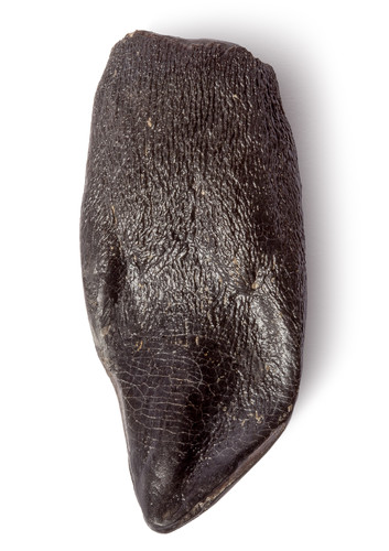 Зуб динозавра Camarasaurus sp.