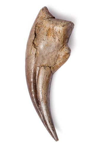Коготь динозавра Struthiomimus sp.