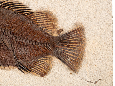 Рыба Priscacara sp.