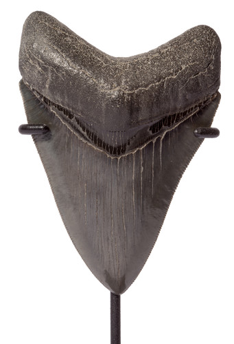 Зуб мегалодона 9,8 см коллекционного качества на подставке