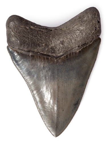 Зуб мегалодона 9,8 см коллекционного качества на подставке