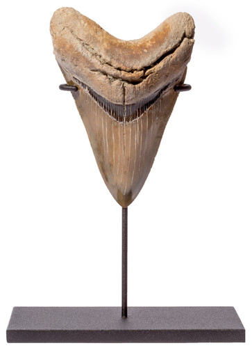 Зуб мегалодона 12,5 см коллекционного качества