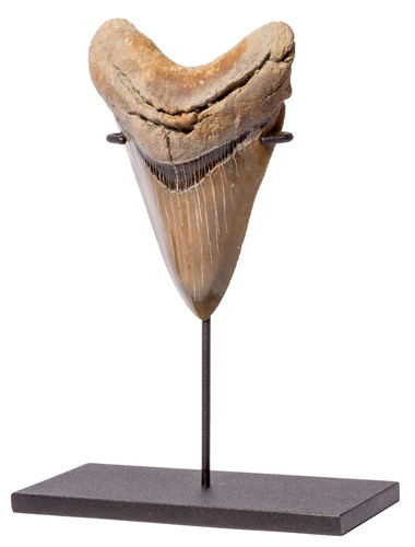Зуб мегалодона 12,5 см коллекционного качества на подставке