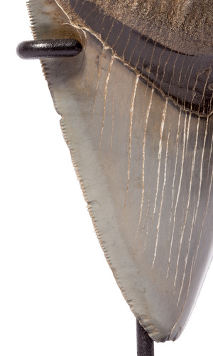 Зуб мегалодона 11,7 см коллекционного качества на подставке