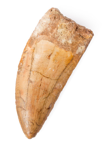 Зуб динозавра Carcharodontosaurus saharicus