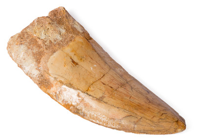 Зуб динозавра Carcharodontosaurus saharicus
