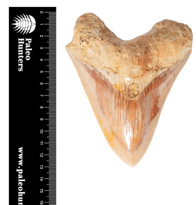 Зуб мегалодона 13,2 см музейного качества на латунной подставке