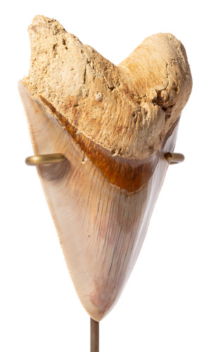 Зуб мегалодона 13,3 см музейного качества на латунной подставке