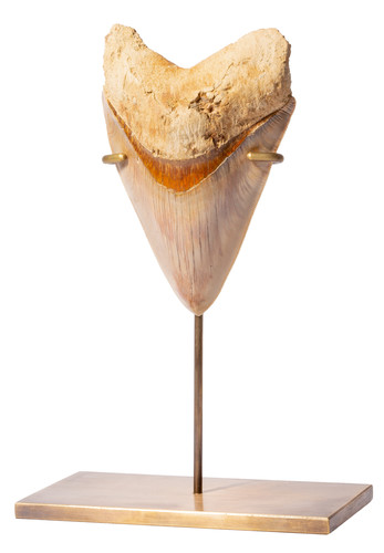 Зуб мегалодона 13,3 см музейного качества на латунной подставке