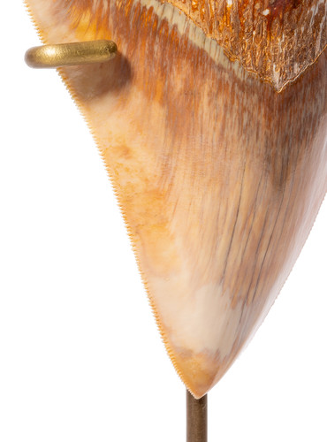Зуб мегалодона 14 см музейного качества на подставке