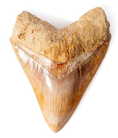 Зуб мегалодона 14 см музейного качества 