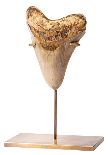 Зуб мегалодона 13,7 см музейного качества 