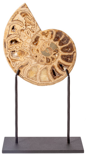 Аммонит Parahoplites sp. 