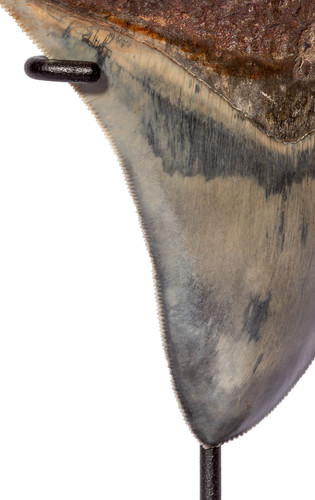 Зуб мегалодона 13,2 см коллекционного качества на подставке