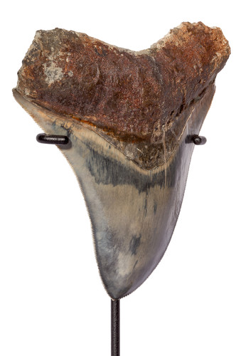 Зуб мегалодона 13,2 см коллекционного качества 