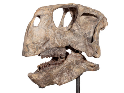 Череп динозавра Psittacosaurus sp.