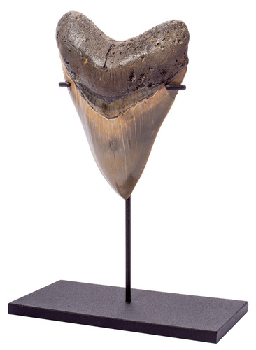 Зуб мегалодона 12,9 см музейного качества на подставке