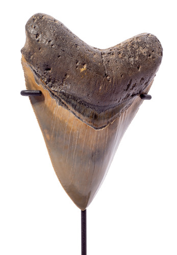 Зуб мегалодона 12,9 см музейного качества на подставке