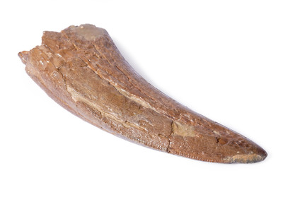 Зуб динозавра Albertosaurus sp.