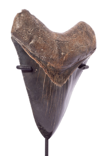 Зуб мегалодона 12,8 см коллекционного качества