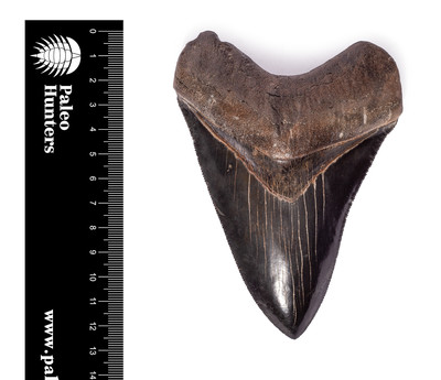 Зуб мегалодона 12,8 см коллекционного качества на подставке