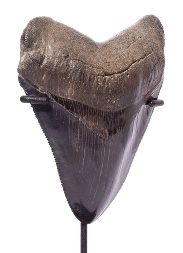 Зуб мегалодона 11,5 см коллекционного качества 