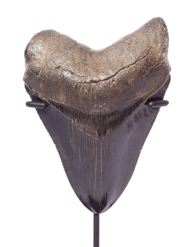 Зуб мегалодона 11,5 см коллекционного качества на подставке