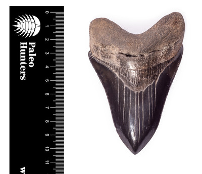 Зуб мегалодона 10,5 см коллекционного качества 