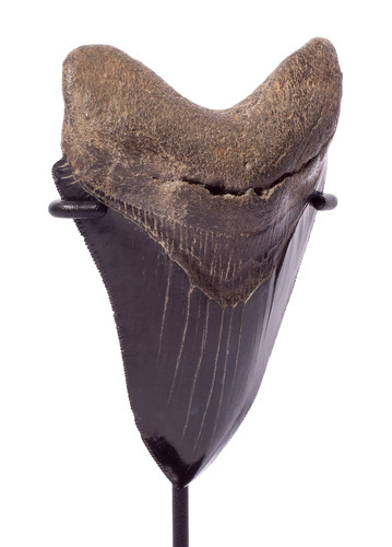 Зуб мегалодона 10,5 см коллекционного качества на подставке