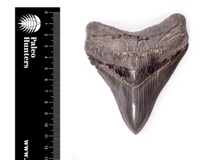 Зуб мегалодона 11 см коллекционного качества на подставке