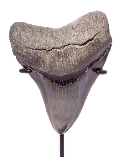 Зуб мегалодона 10,4 см коллекционного качества 