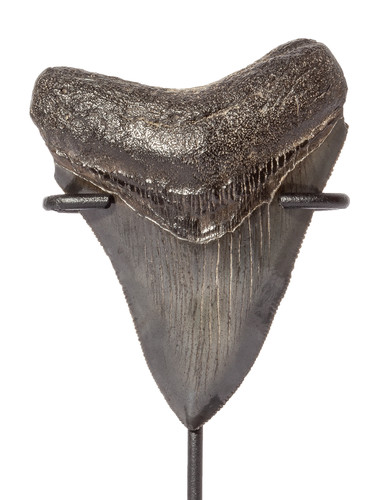 Зуб мегалодона 8,3 см коллекционного качества 