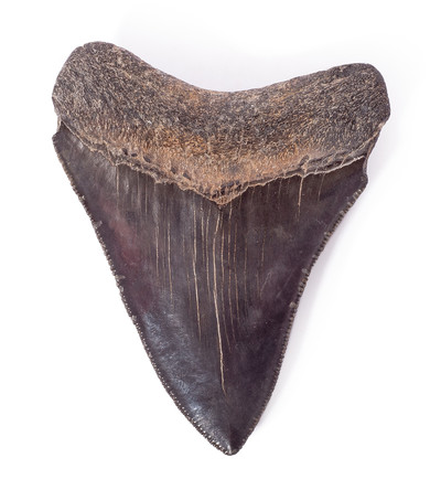 Зуб мегалодона 8,3 см коллекционного качества на подставке
