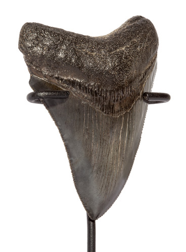 Зуб мегалодона 8,3 см коллекционного качества на подставке