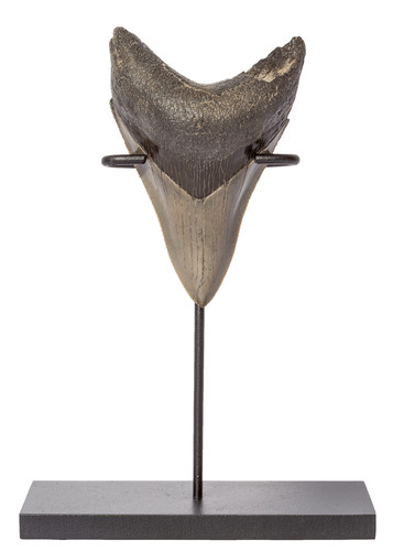 Зуб мегалодона 9,1 см коллекционного качества на подставке