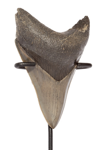 Зуб мегалодона 9,1 см коллекционного качества на подставке