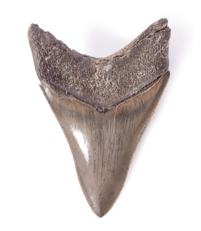 Зуб мегалодона 9,1 см коллекционного качества 
