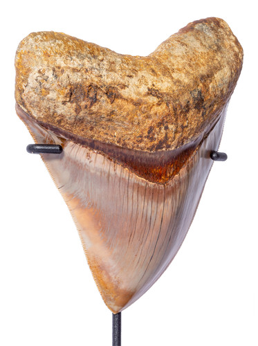 Зуб мегалодона 11,7 см музейного качества на подставке