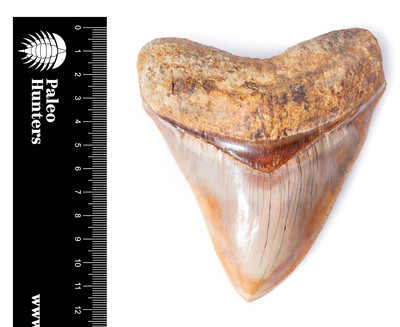 Зуб мегалодона 11,7 см музейного качества на подставке