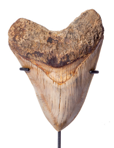 Зуб мегалодона 13,7 см музейного качества на подставке