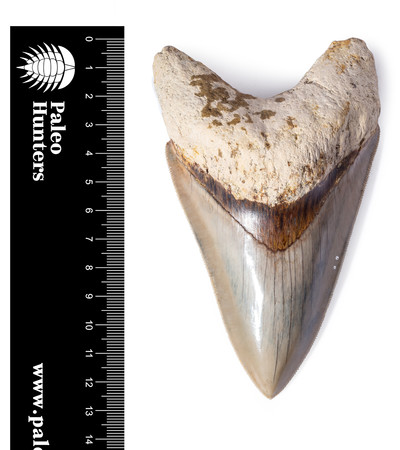 Зуб мегалодона 12,6 см музейного качества