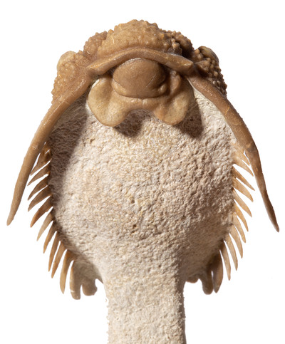 Трилобит Hoplolichas conicotuberculatus 